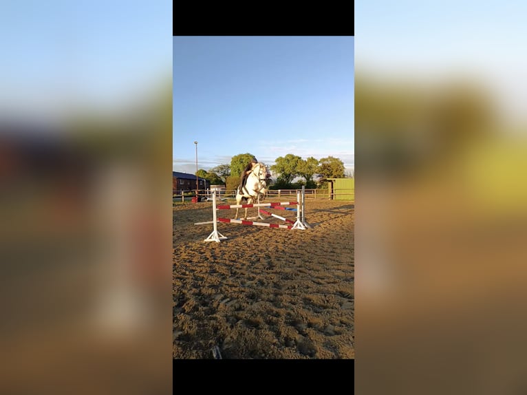 Oldenburger Springpferd Wallach 10 Jahre 168 cm Schimmel in Meldorf