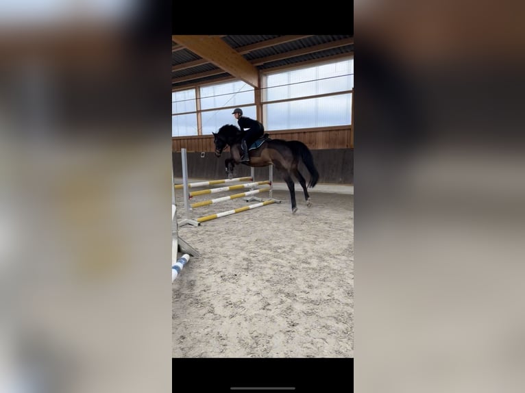 Oldenburger Springpferd Wallach 10 Jahre 172 cm Brauner in Sehnde