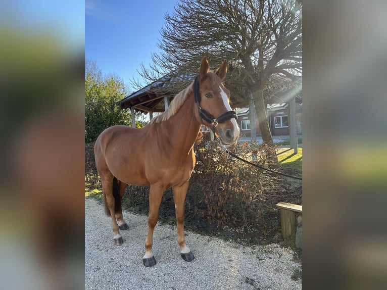 Oldenburger Springpferd Wallach 10 Jahre 176 cm Fuchs in Alveslohe