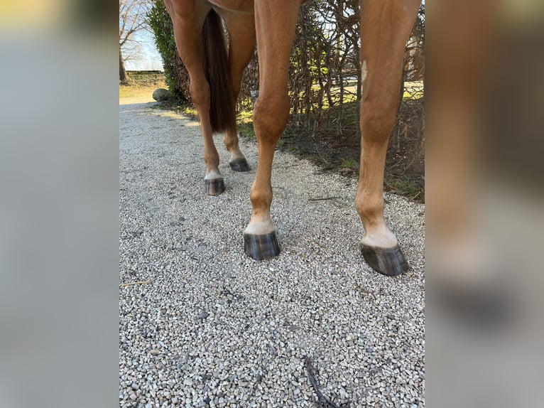 Oldenburger Springpferd Wallach 10 Jahre 176 cm Fuchs in Alveslohe