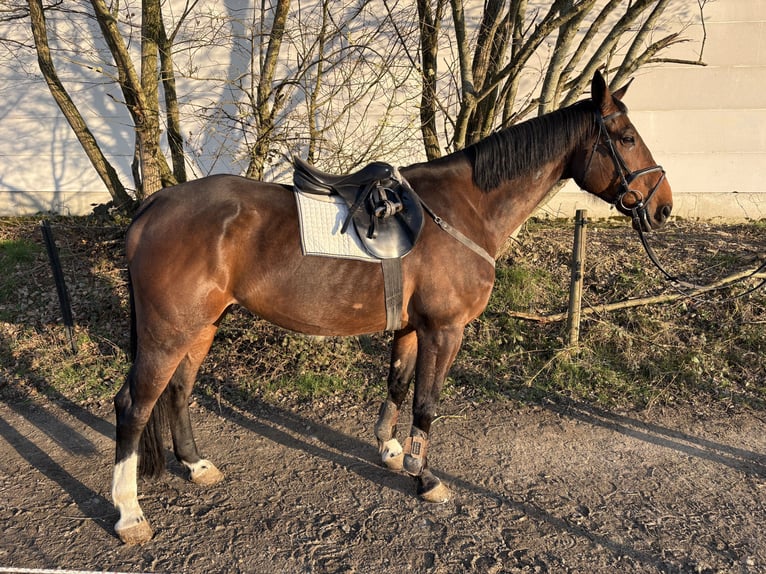 Oldenburger Springpferd Wallach 10 Jahre 180 cm Brauner in Montabaur