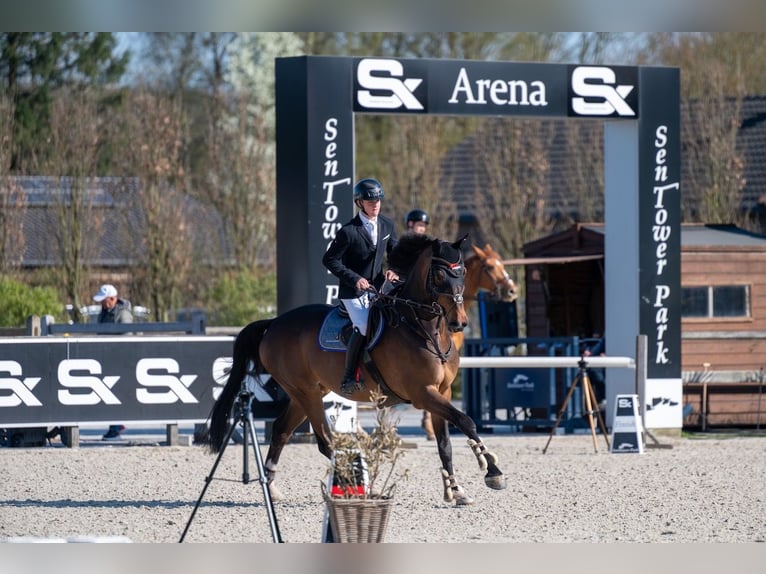 Oldenburger Springpferd Wallach 10 Jahre 180 cm Dunkelbrauner in St. Josefen
