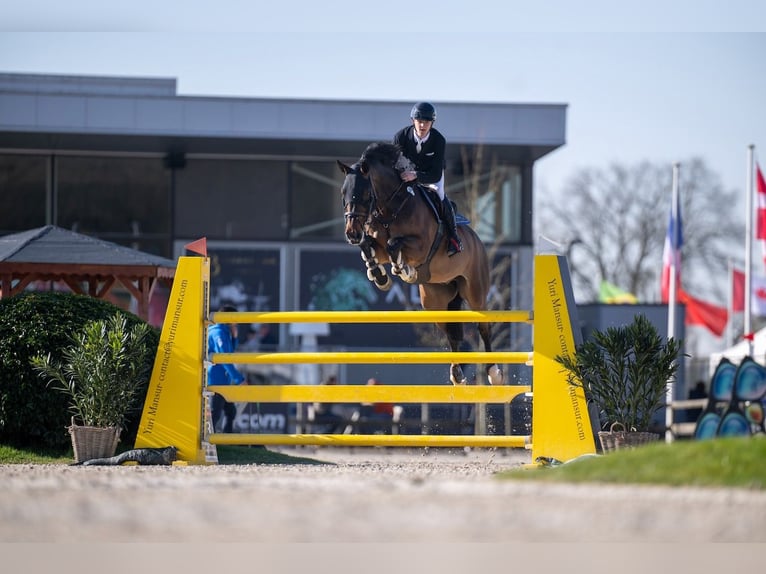Oldenburger Springpferd Wallach 10 Jahre 180 cm Dunkelbrauner in St. Josefen