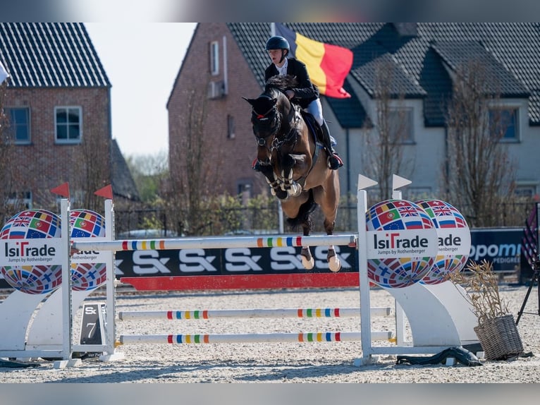 Oldenburger Springpferd Wallach 10 Jahre 180 cm Dunkelbrauner in St. Josefen