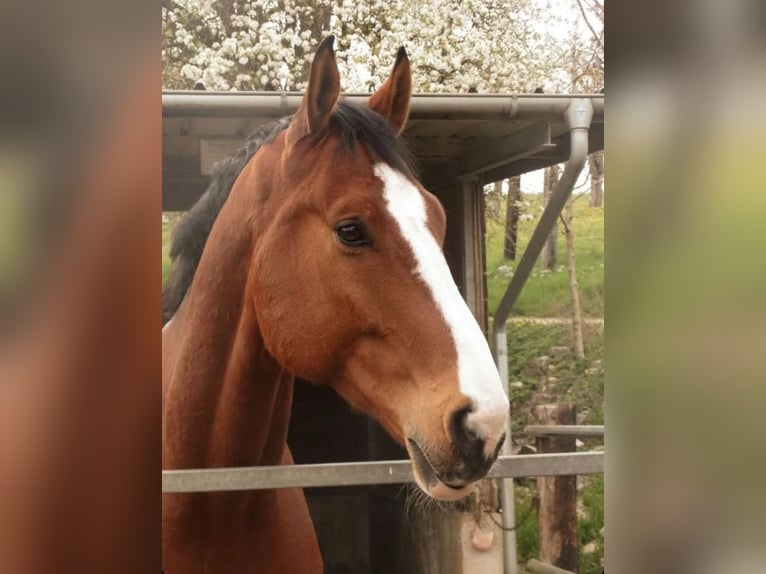 Oldenburger Springpferd Wallach 10 Jahre 183 cm Brauner in Galgenen