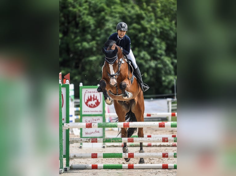 Oldenburger Springpferd Wallach 10 Jahre 183 cm Brauner in Galgenen