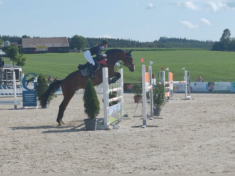 Oldenburger Springpferd Wallach 10 Jahre in Weingarten