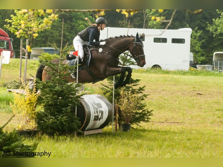 Oldenburger Springpferd Wallach 10 Jahre in Weingarten