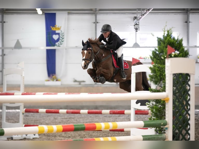 Oldenburger Springpferd Wallach 11 Jahre 160 cm Dunkelfuchs in Wurmberg
