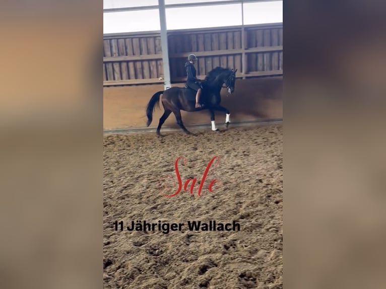 Oldenburger Springpferd Wallach 11 Jahre 164 cm Dunkelbrauner in Thalmässing