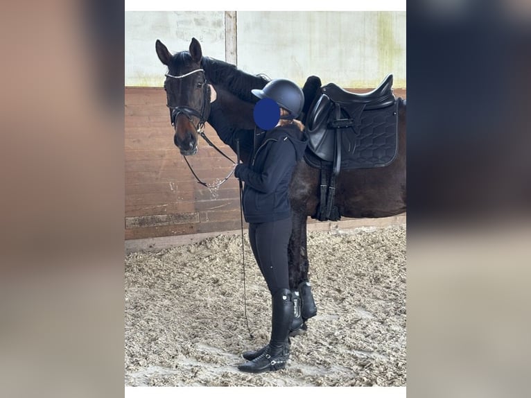 Oldenburger Springpferd Wallach 11 Jahre 164 cm Dunkelbrauner in Thalmässing