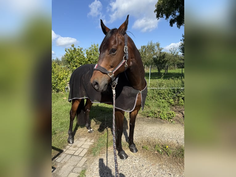 Oldenburger Springpferd Wallach 11 Jahre 166 cm Dunkelbrauner in Bad Bentheim