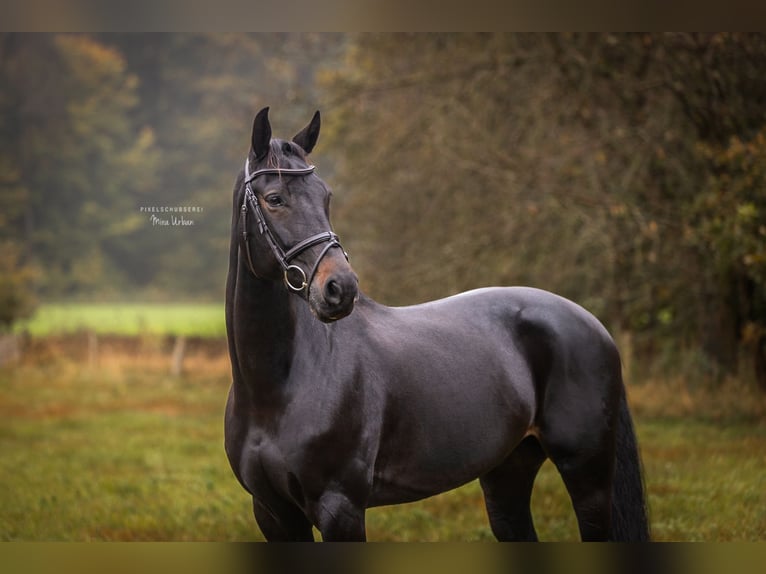 Oldenburger Springpferd Wallach 11 Jahre 168 cm Schwarzbrauner in Syke