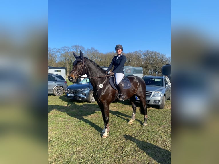 Oldenburger Springpferd Wallach 11 Jahre 168 cm Schwarzbrauner in Syke