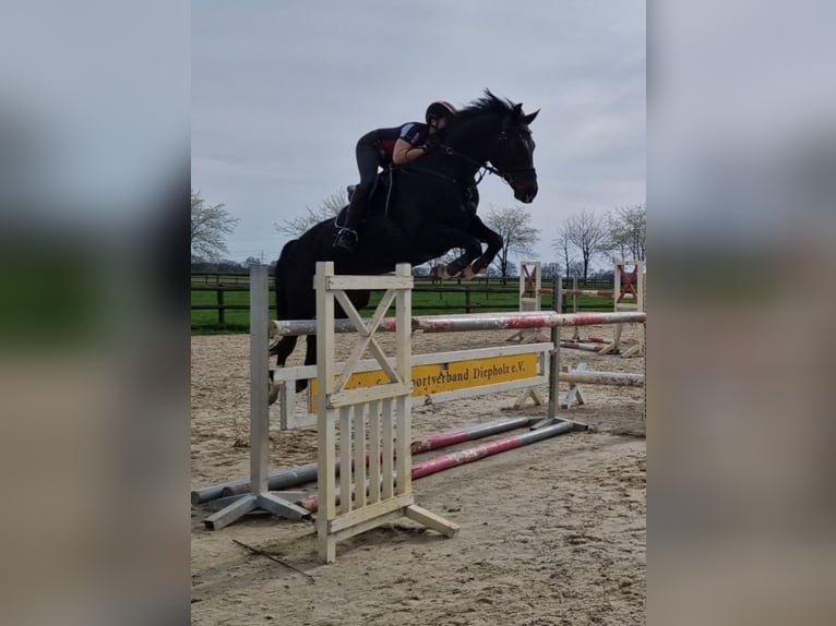 Oldenburger Springpferd Wallach 11 Jahre 168 cm Schwarzbrauner in Syke