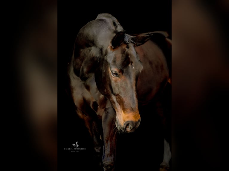 Oldenburger Springpferd Wallach 11 Jahre 168 cm Schwarzbrauner in Syke