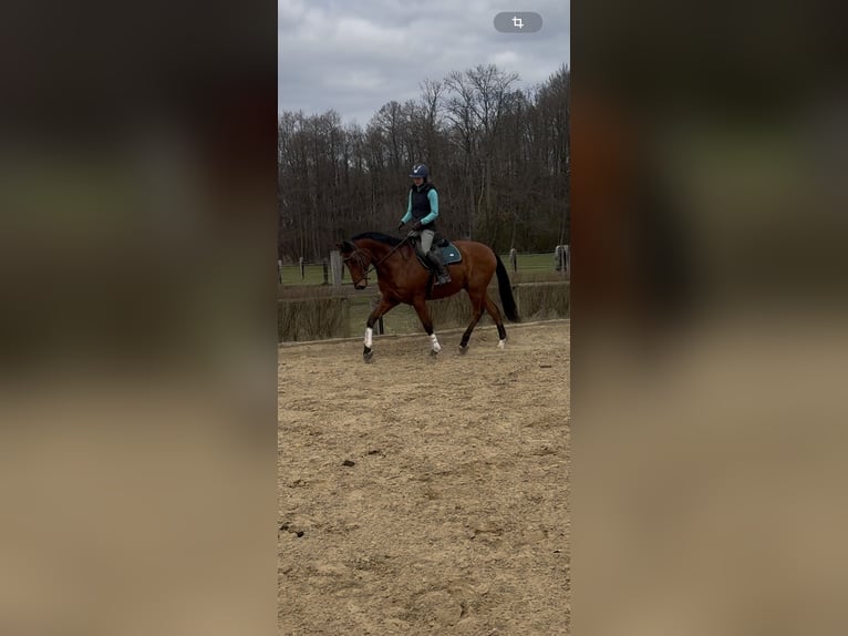 Oldenburger Springpferd Wallach 11 Jahre 170 cm Brauner in Tauche