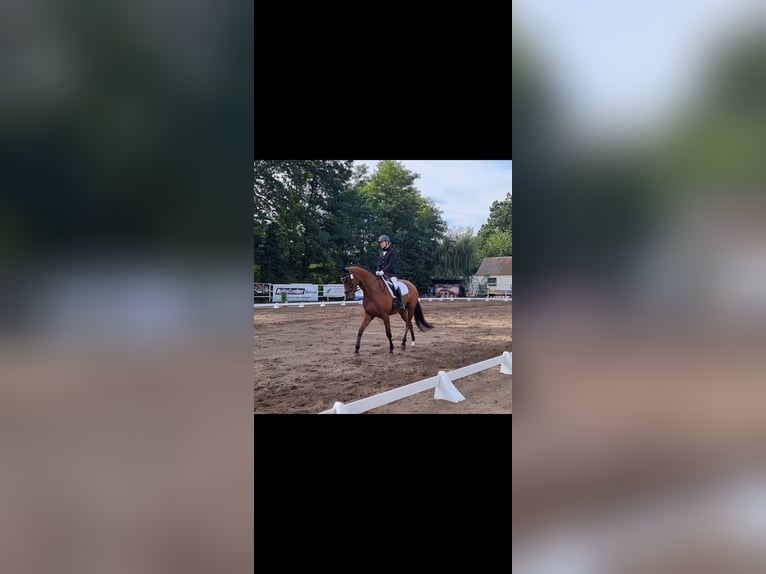 Oldenburger Springpferd Wallach 11 Jahre 170 cm Brauner in Tauche