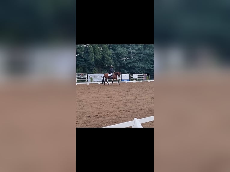Oldenburger Springpferd Wallach 11 Jahre 170 cm Brauner in Tauche
