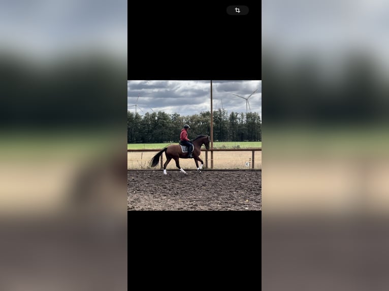 Oldenburger Springpferd Wallach 11 Jahre 170 cm Brauner in Tauche