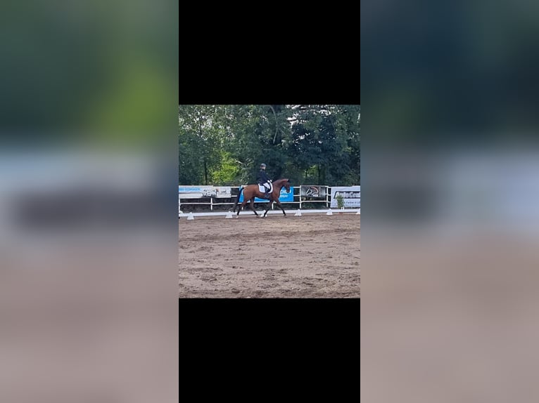 Oldenburger Springpferd Wallach 11 Jahre 170 cm Brauner in Tauche