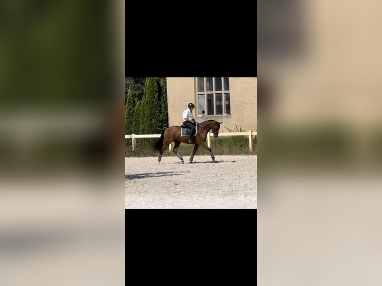Oldenburger Springpferd Wallach 11 Jahre 170 cm Brauner in Tauche