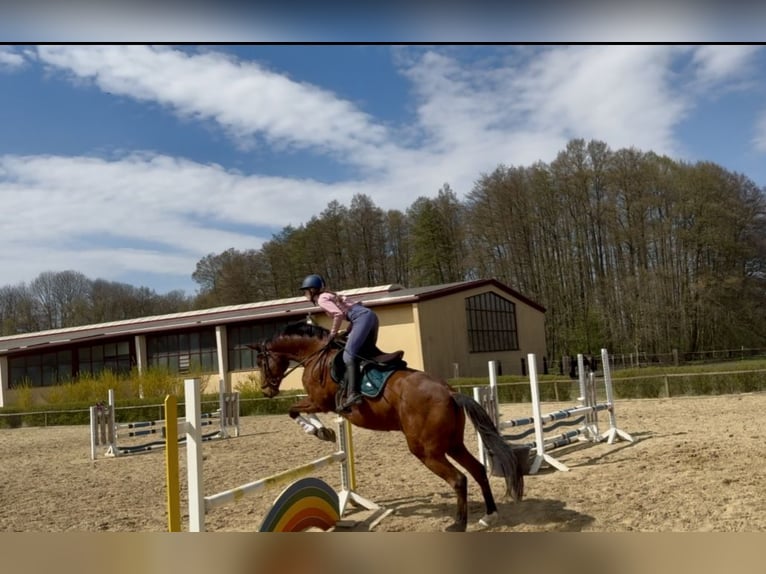 Oldenburger Springpferd Wallach 11 Jahre 170 cm Brauner in Tauche