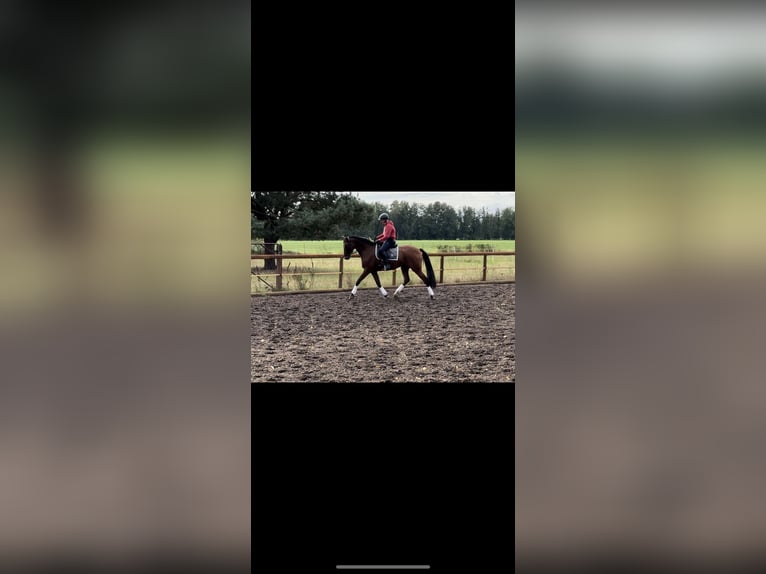 Oldenburger Springpferd Wallach 11 Jahre 170 cm Brauner in Tauche