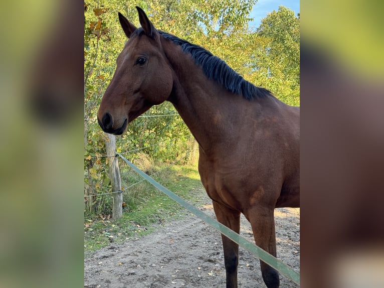 Oldenburger Springpferd Wallach 11 Jahre 170 cm Brauner in Tauche