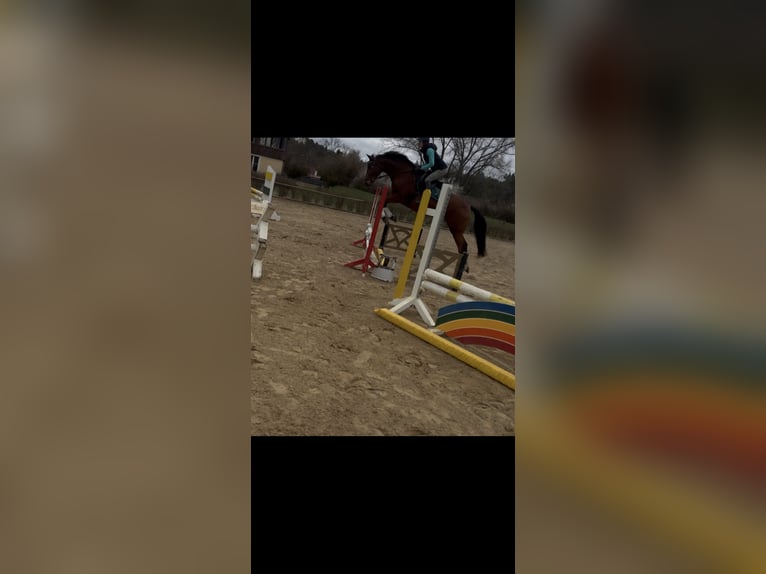 Oldenburger Springpferd Wallach 11 Jahre 170 cm Brauner in Tauche