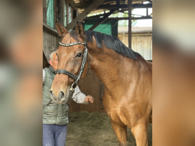 Oldenburger Springpferd Wallach 11 Jahre 170 cm Brauner in Tauche