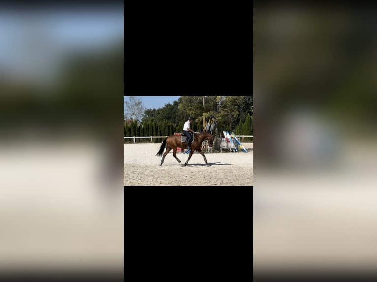 Oldenburger Springpferd Wallach 11 Jahre 170 cm Brauner in Tauche