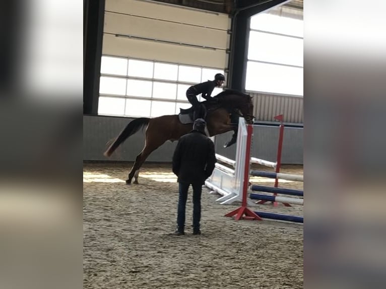 Oldenburger Springpferd Wallach 11 Jahre 170 cm Brauner in Silberstedt