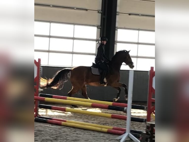 Oldenburger Springpferd Wallach 11 Jahre 170 cm Brauner in Silberstedt