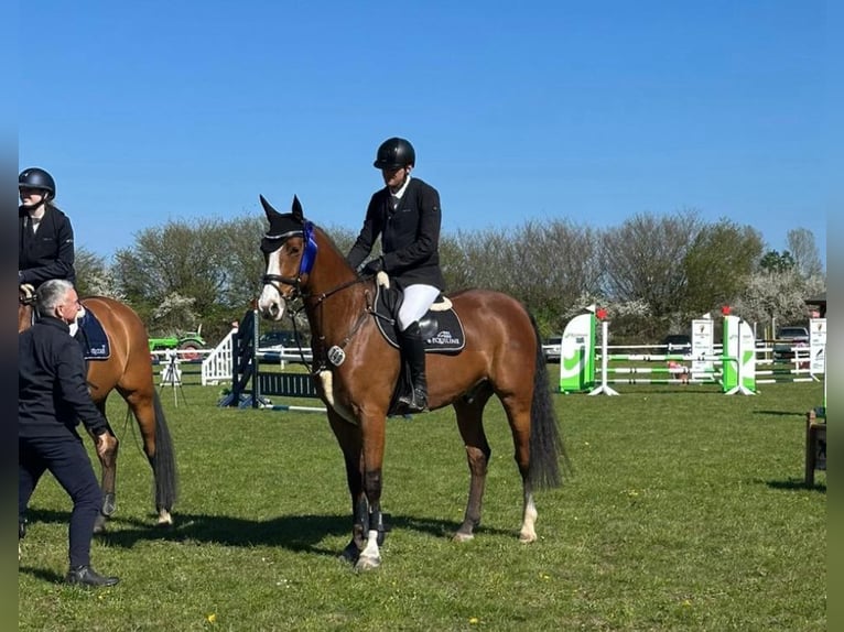 Oldenburger Springpferd Wallach 11 Jahre 170 cm Brauner in Silberstedt
