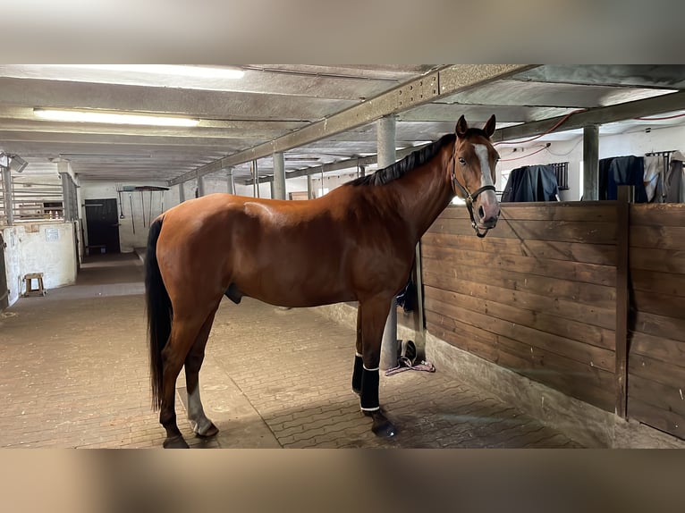 Oldenburger Springpferd Wallach 11 Jahre 170 cm Brauner in Silberstedt
