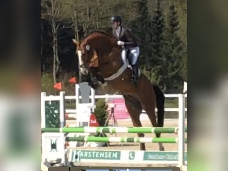 Oldenburger Springpferd Wallach 11 Jahre 170 cm Brauner in Silberstedt