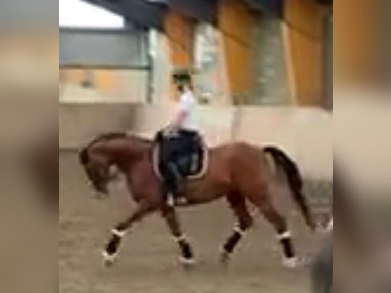 Oldenburger Springpferd Wallach 11 Jahre 170 cm Brauner in Silberstedt
