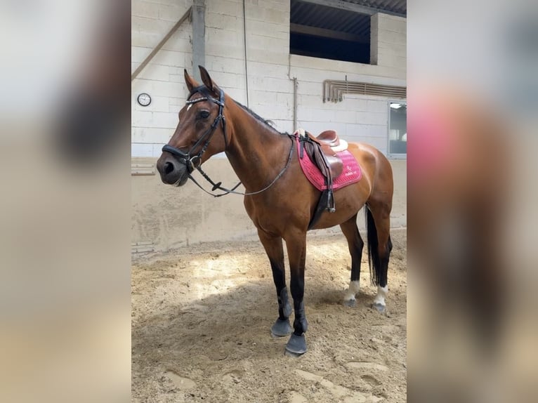 Oldenburger Springpferd Wallach 11 Jahre 170 cm Brauner in Erlensee