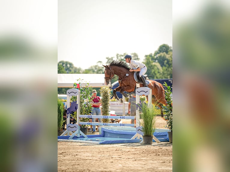 Oldenburger Springpferd Wallach 11 Jahre 170 cm Brauner in Neustadt (Dosse)