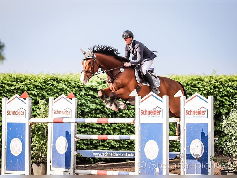 Oldenburger Springpferd Wallach 11 Jahre 170 cm Brauner in Neustadt (Dosse)