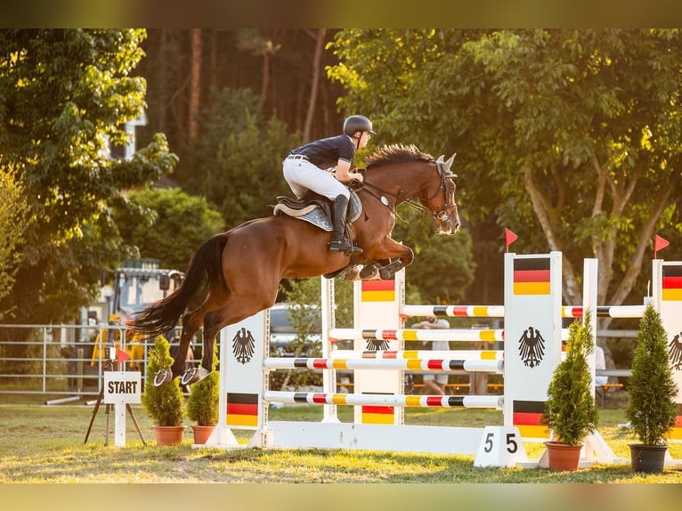 Oldenburger Springpferd Wallach 11 Jahre 170 cm Brauner in Neustadt (Dosse)