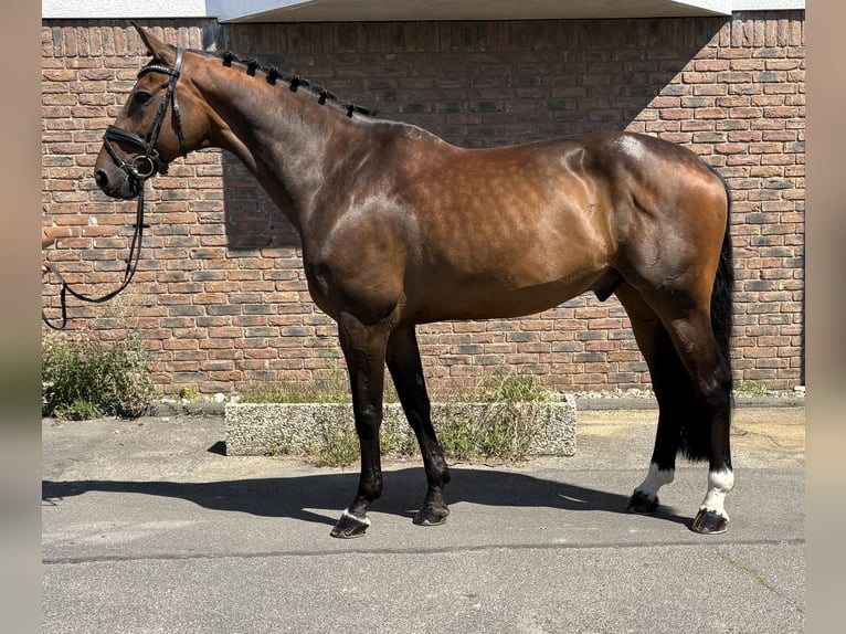 Oldenburger Springpferd Wallach 11 Jahre 170 cm Dunkelbrauner in Niederkassel