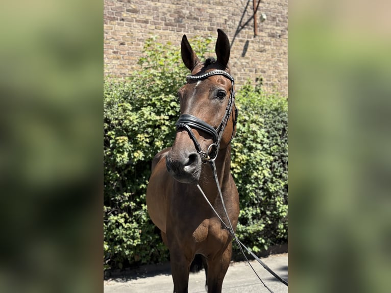 Oldenburger Springpferd Wallach 11 Jahre 170 cm Dunkelbrauner in Niederkassel
