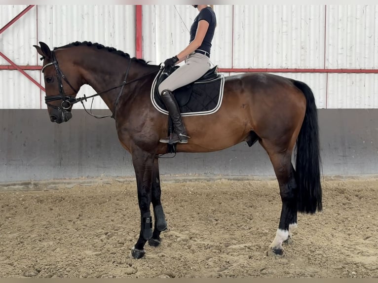 Oldenburger Springpferd Wallach 11 Jahre 170 cm Dunkelbrauner in Niederkassel