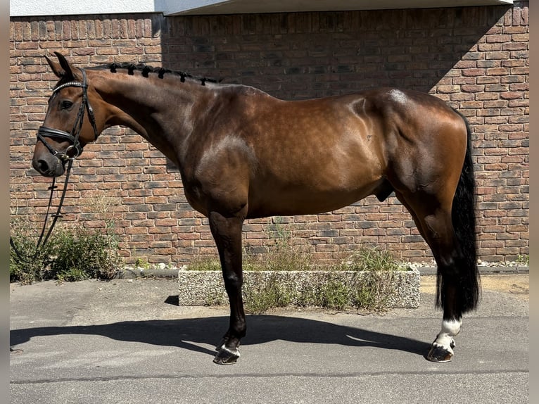 Oldenburger Springpferd Wallach 11 Jahre 170 cm Dunkelbrauner in Niederkassel