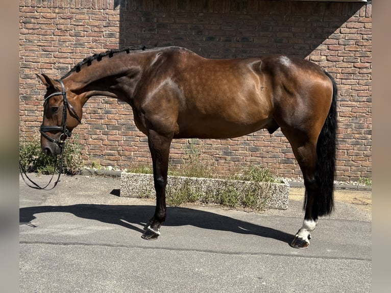 Oldenburger Springpferd Wallach 11 Jahre 170 cm Dunkelbrauner in Niederkassel