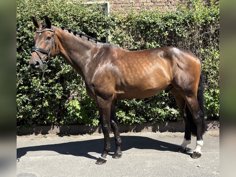 Oldenburger Springpferd Wallach 11 Jahre 170 cm Dunkelbrauner in Niederkassel