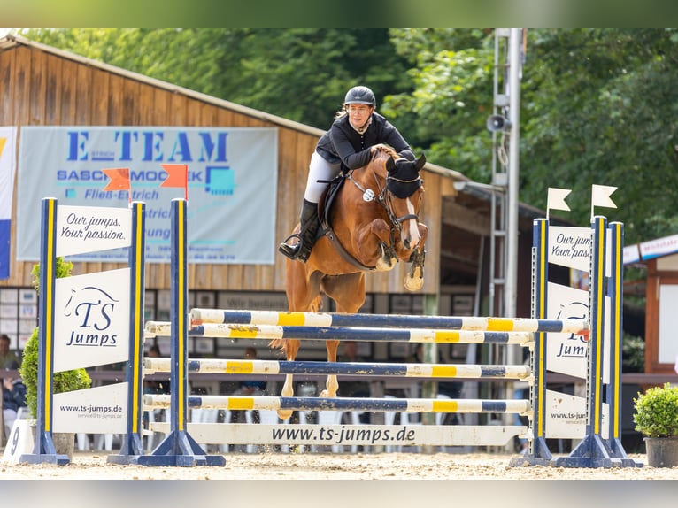 Oldenburger Springpferd Wallach 11 Jahre 170 cm Fuchs in Bad Pyrmont