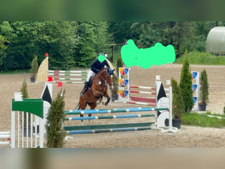 Oldenburger Springpferd Wallach 11 Jahre 172 cm Brauner in Burghausen